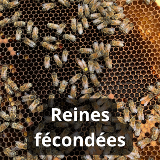 Reine fécondée Buckfast